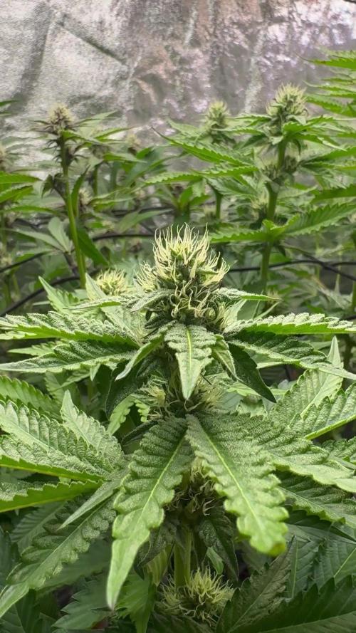 Cali strains 2025