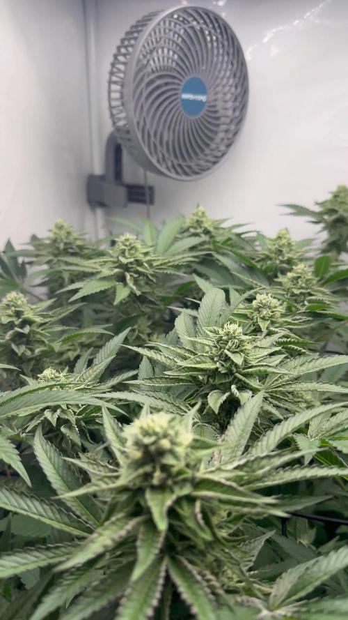 Scrog Seed Junky Lumatek