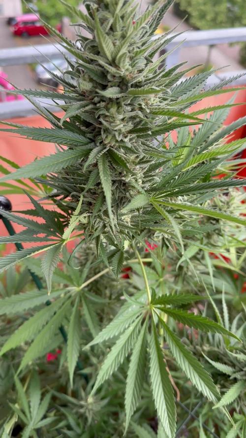 Fast Buds Outdoor 2025