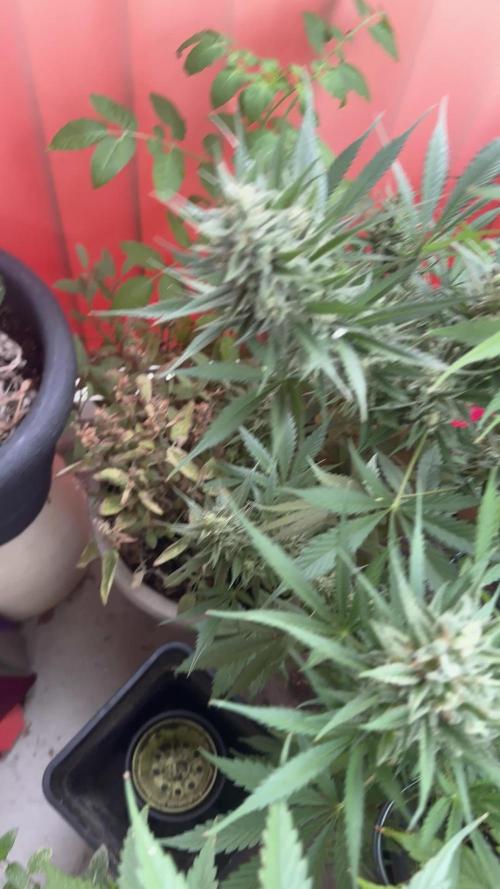 Fast Buds Outdoor 2025