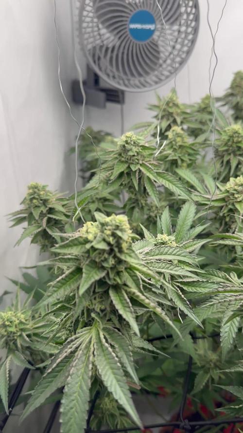 Scrog Seed Junky Lumatek