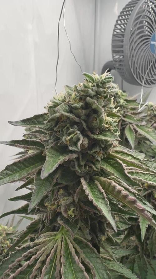 Scrog Seed Junky Lumatek