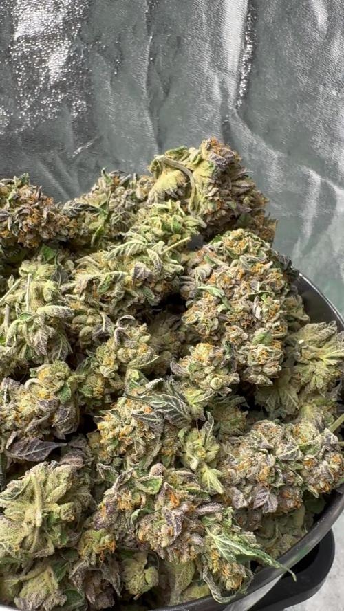 Scrog Seed Junky Lumatek