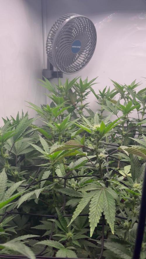 Cap Junky Cutting