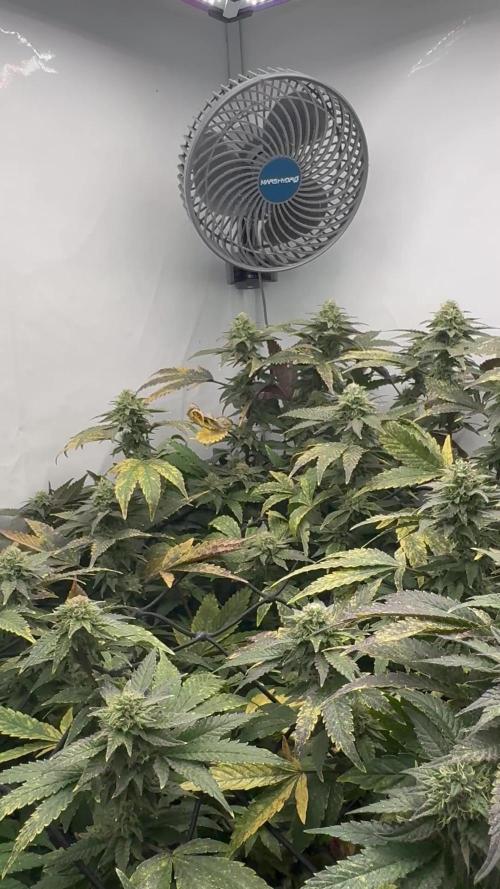 Cap Junky Cutting