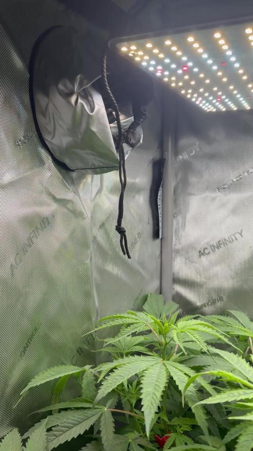 American Pie Organic Earth SCROG
