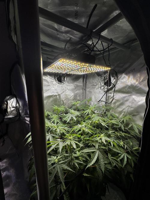 American Pie Organic Earth SCROG. Week 10