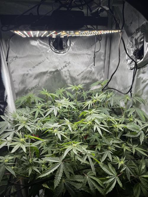 American Pie Organic Earth SCROG. Week 10
