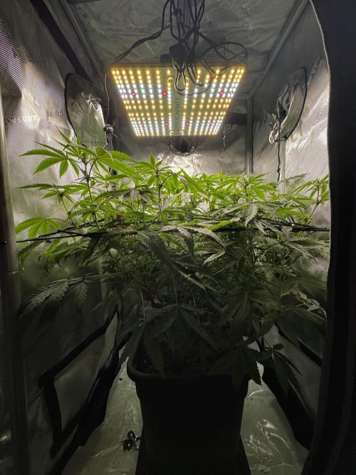 American Pie Organic Earth SCROG. Week 10