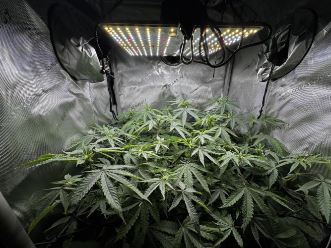 American Pie Organic Earth SCROG. Week 10