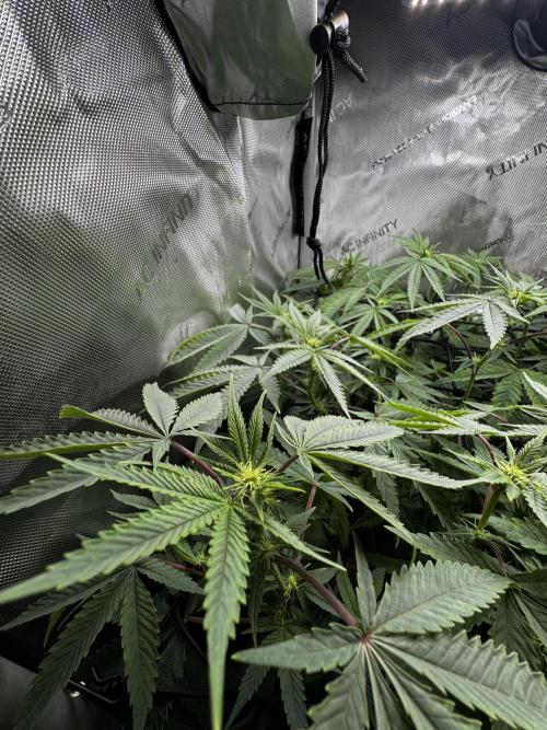 American Pie Organic Earth SCROG. Week 10