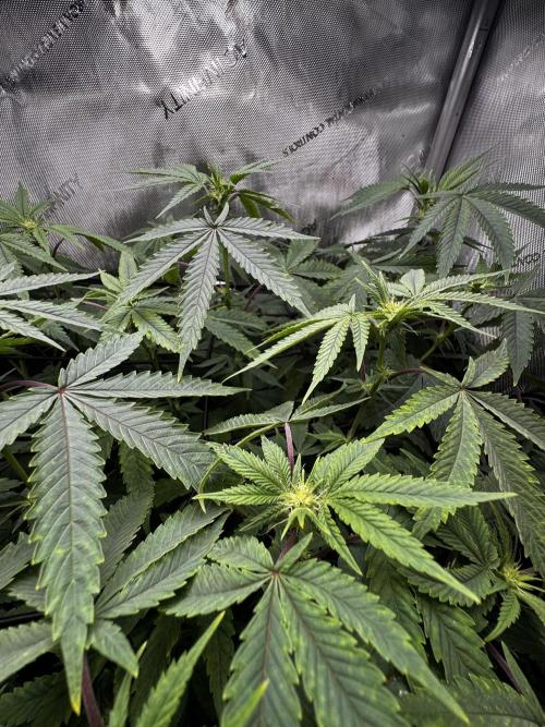 American Pie Organic Earth SCROG. Week 10