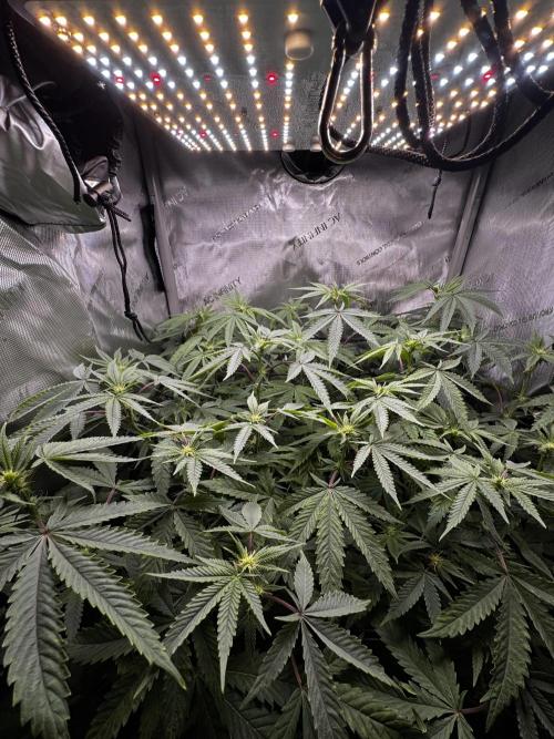 American Pie Organic Earth SCROG. Week 10