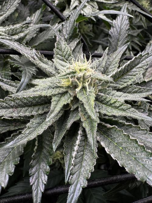 Grounded Genetics New Drops. Week 9 - Kashmir Black 