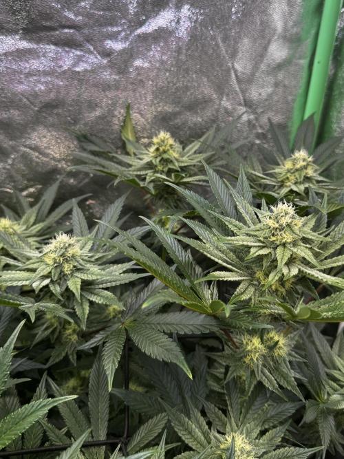 Grounded Genetics New Drops. Week 9 - Kashmir black 