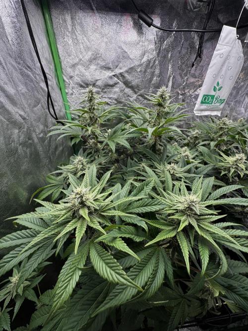 Grounded Genetics New Drops. Week 9 - Pink piña