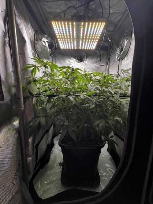 American Pie Organic Earth SCROG. Week 11