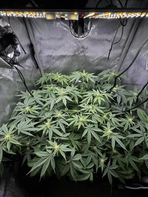 American Pie Organic Earth SCROG. Week 11