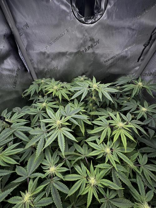 American Pie Organic Earth SCROG. Week 11