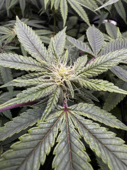 American Pie Organic Earth SCROG. Week 11