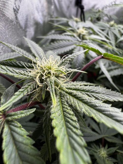 American Pie Organic Earth SCROG. Week 11