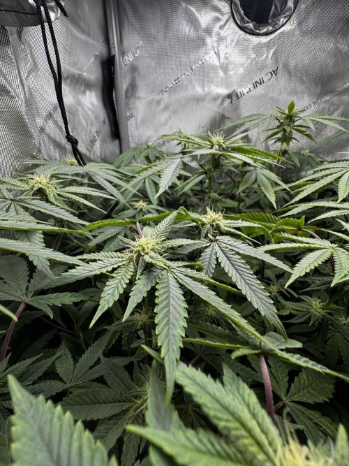 American Pie Organic Earth SCROG. Week 11