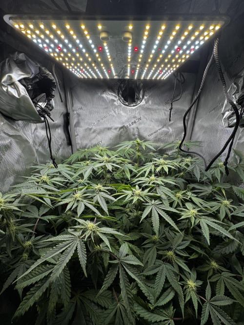 American Pie Organic Earth SCROG. Week 11