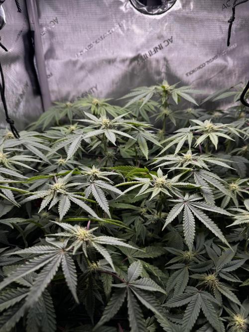 American Pie Organic Earth SCROG. Week 11