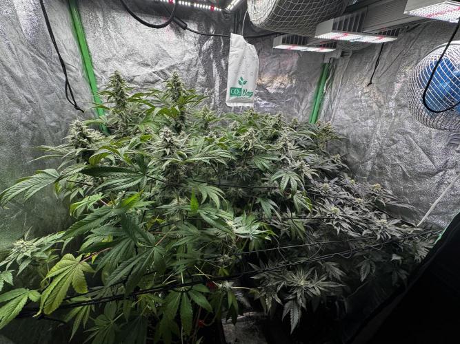 Grounded Genetics New Drops. Week 10