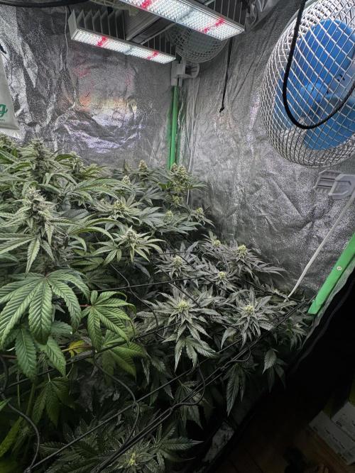 Grounded Genetics New Drops. Week 10