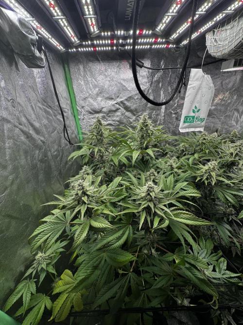 Grounded Genetics New Drops. Week 10