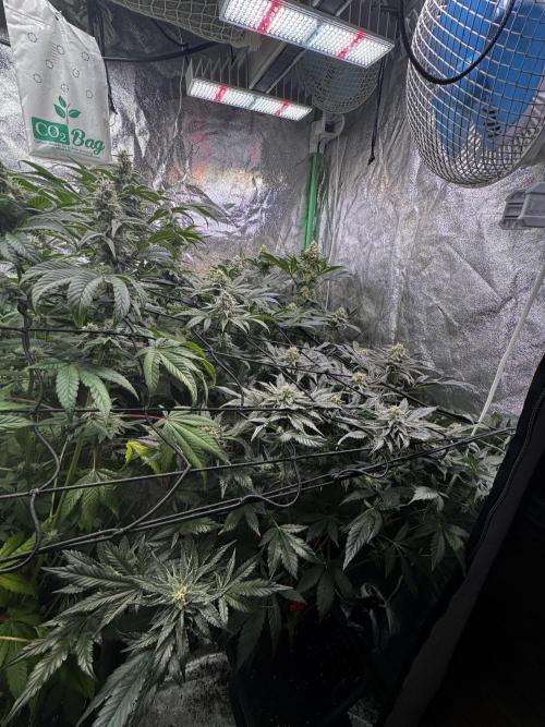 Grounded Genetics New Drops. Week 10