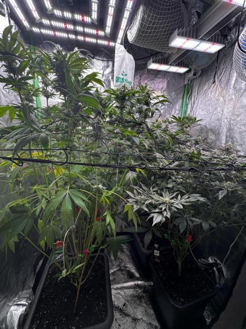 Grounded Genetics New Drops. Week 10