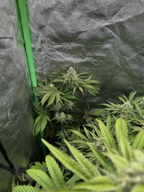 Grounded Genetics New Drops. Week 10 - Pink piña