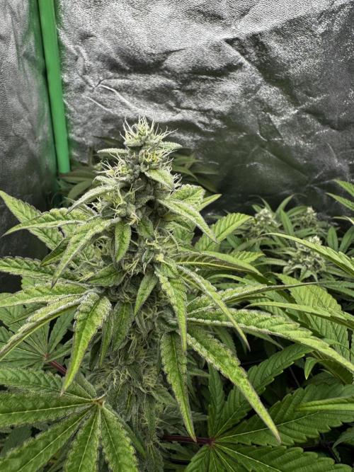 Grounded Genetics New Drops. Week 10 - Pink piña