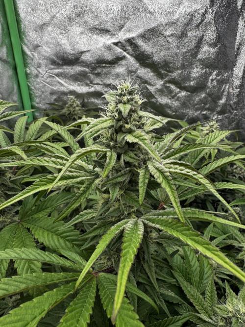 Grounded Genetics New Drops. Week 10 - Pink piña