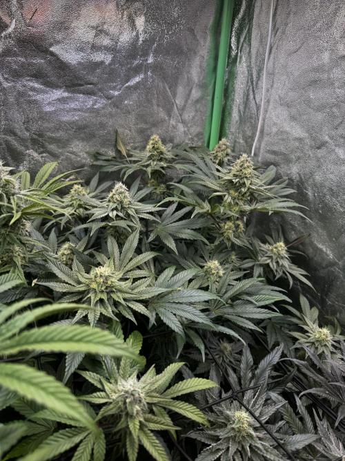 Grounded Genetics New Drops. Week 10 - Kashmir black 