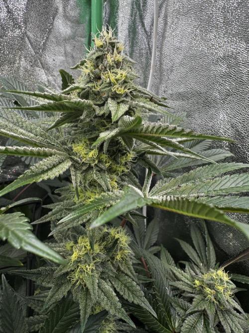 Grounded Genetics New Drops. Week 10 - Kashmir black 