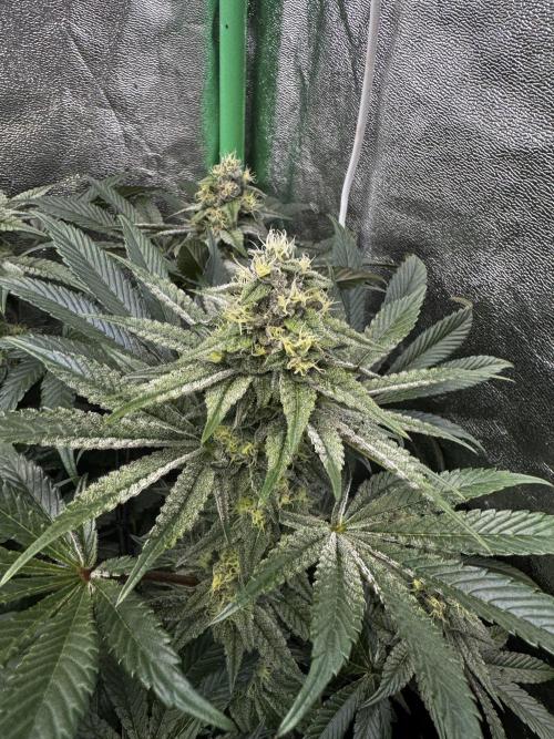 Grounded Genetics New Drops. Week 10 - Kashmir black 