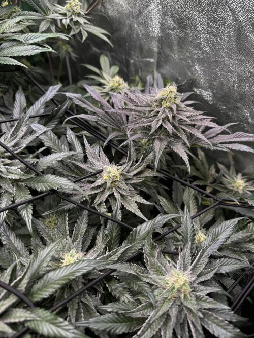 Grounded Genetics New Drops. Week 10 - Kashmir black 