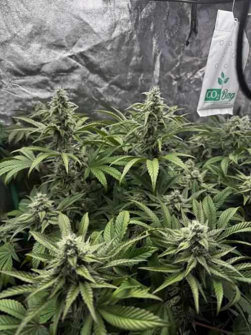 Grounded Genetics New Drops. Week 10 - Pink piña