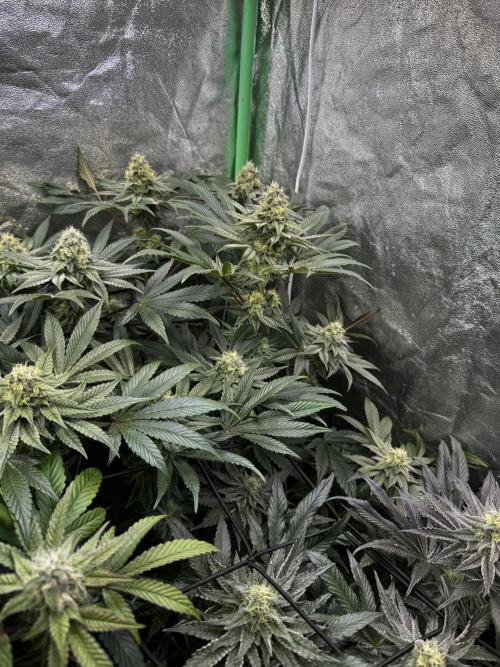 Grounded Genetics New Drops. Week 10 - Kashmir black 