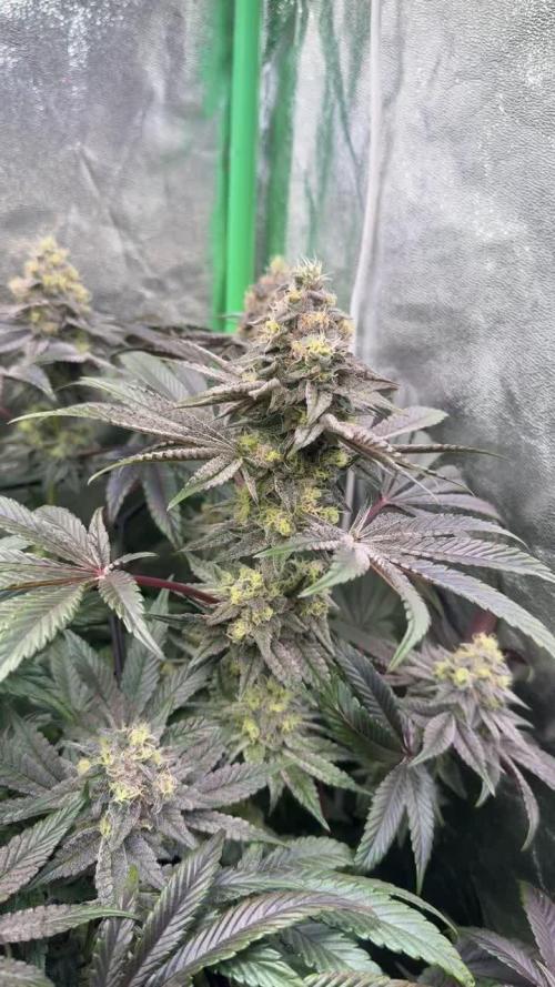 Grounded Genetics New Drops