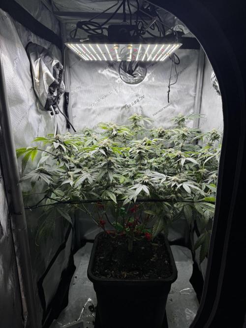 American Pie Organic Earth SCROG. Week 12