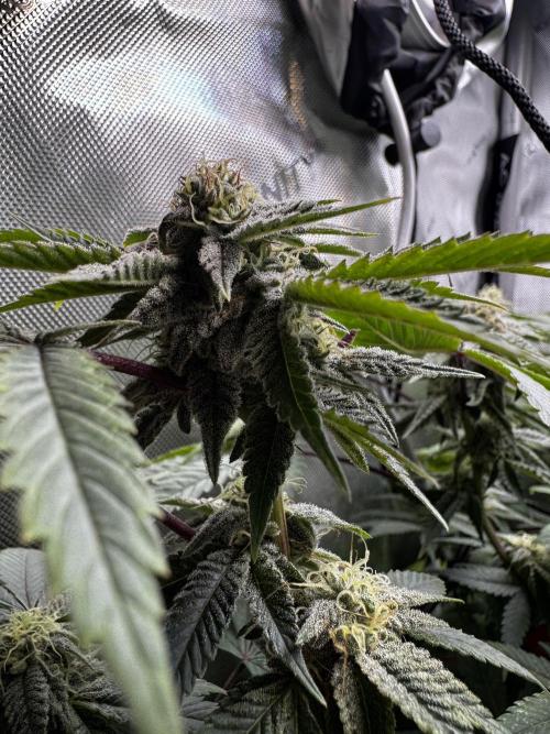 American Pie Organic Earth SCROG. Week 12