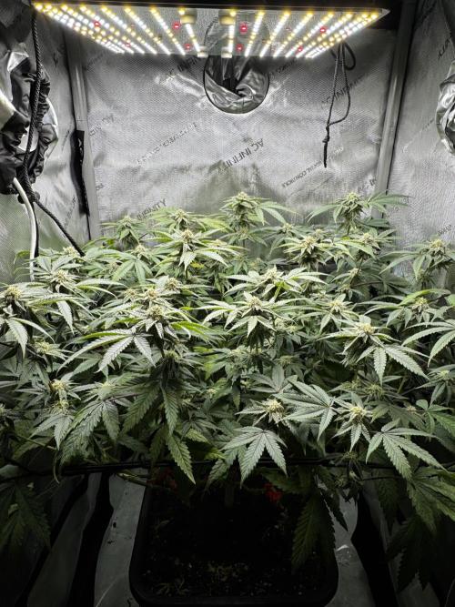 American Pie Organic Earth SCROG. Week 12