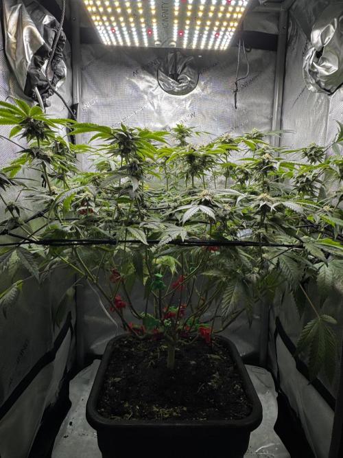 American Pie Organic Earth SCROG. Week 12