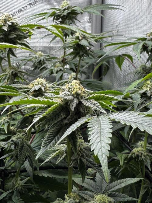 American Pie Organic Earth SCROG. Week 12