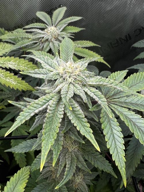 American Pie Organic Earth SCROG. Week 12