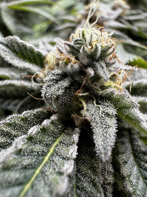 American Pie Organic Earth SCROG. Week 13